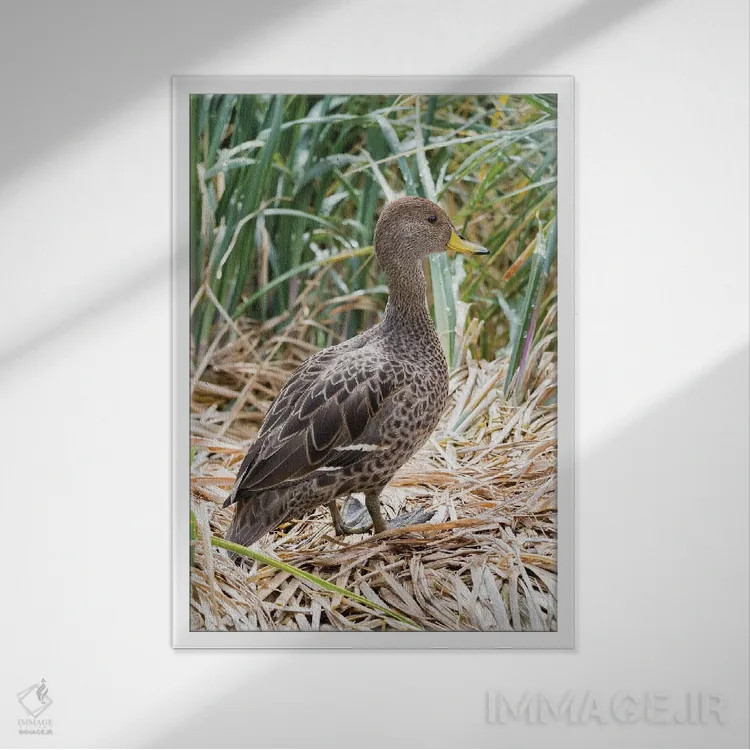 تابلو دکوراتیو in typical Tussock habitat.,پنتیل منقارزرد؛ گونه ای بومی جز… اثر مارتین زویک - نمای قابدار سفید