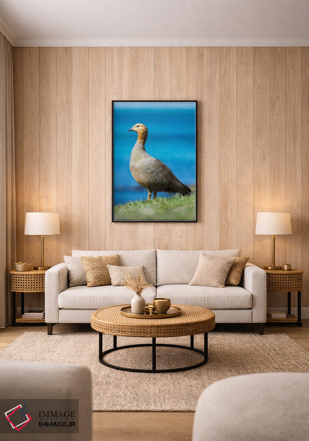 تابلو دکوراتیو Falkland Islands,غاز سرسرخ در منطقه جزر و مدی جزیره کارکاس… اثر مارتین زویک - D1B