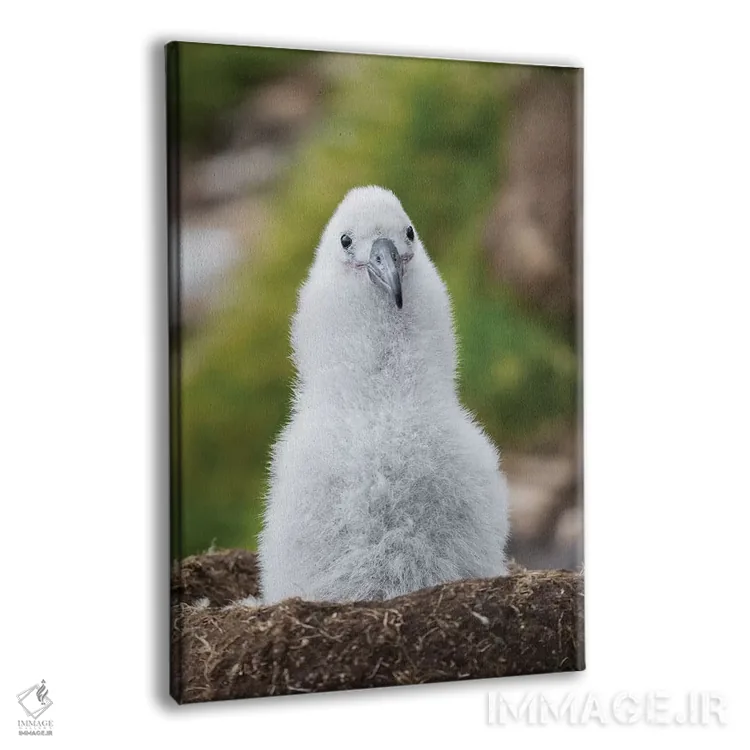 تابلو دکوراتیو Falkland Islands.,جوجه آلباتروس ابروسیاه روی لانه برج مانند… اثر مارتین زویک - نمای پرسپکتیو محصول