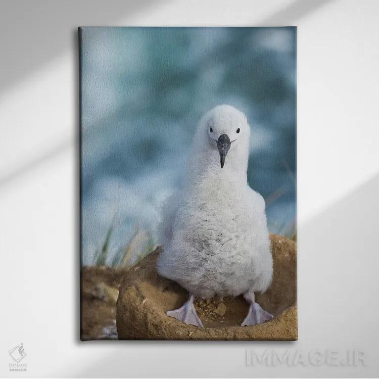 تابلو دکوراتیو Falkland Islands.,جوجه آلباتروس ابروسیاه روی لانه برج مانند… اثر مارتین زویک - نمای روبهرو روی دیوار