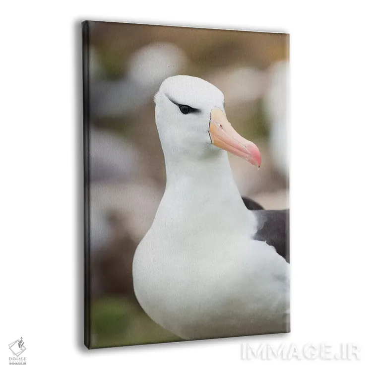 تابلو دکوراتیو Falkland Islands.,آلباتروس ابروسیاه یا مالی ماک ابروسیاه، ج… اثر مارتین زویک - نمای پرسپکتیو محصول