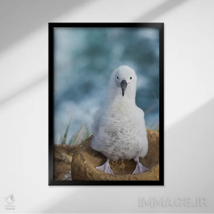 تابلو دکوراتیو Falkland Islands.,جوجه آلباتروس ابروسیاه روی لانه برج مانند… اثر مارتین زویک - نمای قابدار مشکی