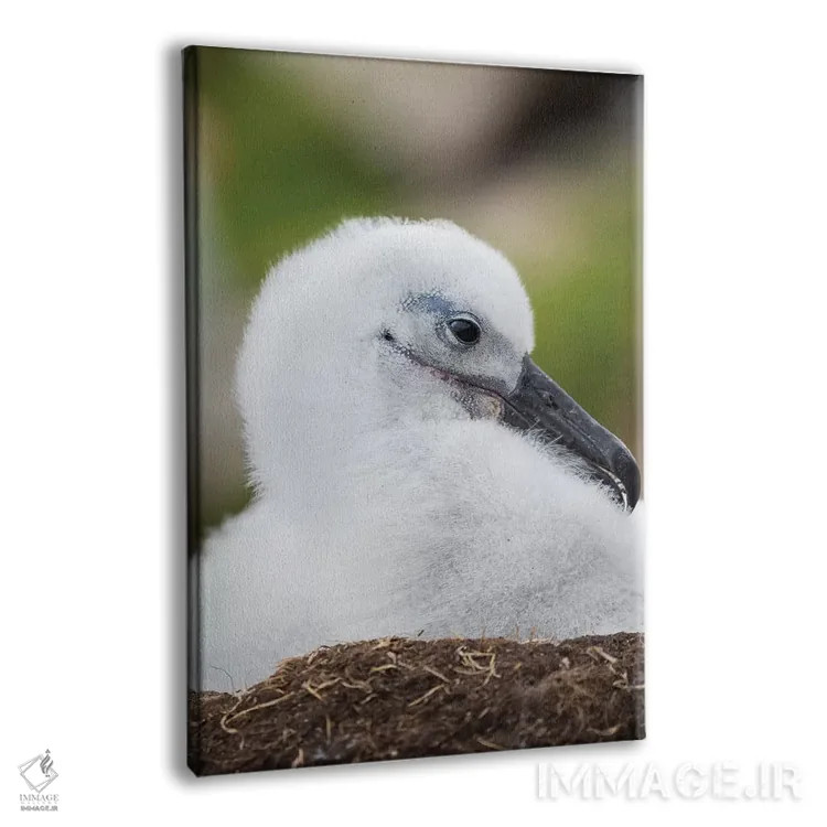 تابلو دکوراتیو Falkland Islands.,جوجه آلباتروس ابروسیاه روی لانه برج مانند… اثر مارتین زویک - نمای پرسپکتیو محصول