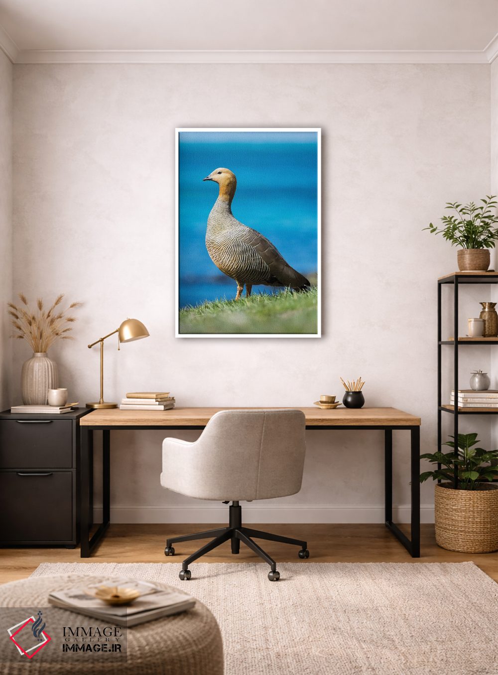 تابلو دکوراتیو Falkland Islands,غاز سرسرخ در منطقه جزر و مدی جزیره کارکاس… اثر مارتین زویک - D2W