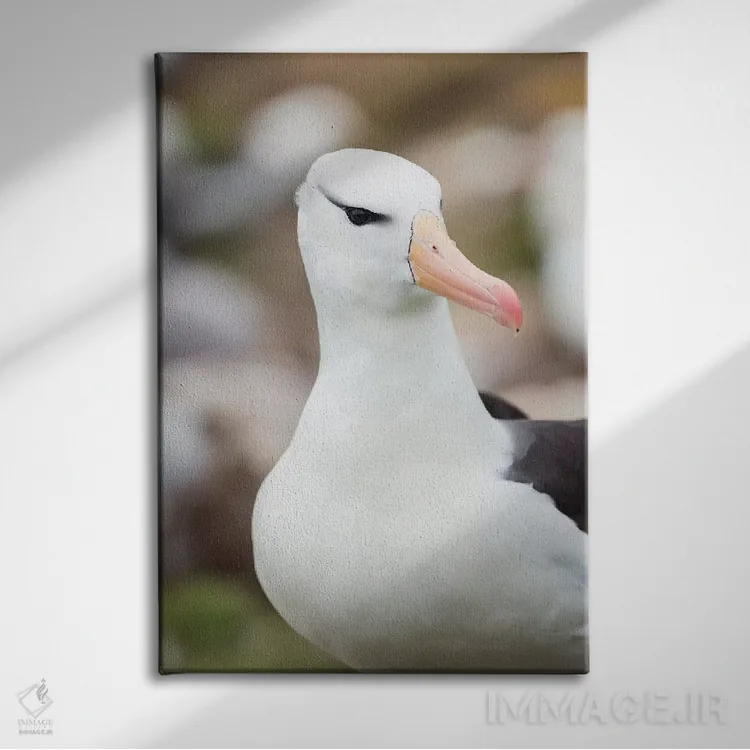 تابلو دکوراتیو Falkland Islands.,آلباتروس ابروسیاه یا مالی ماک ابروسیاه، ج… اثر مارتین زویک - نمای روبهرو روی دیوار