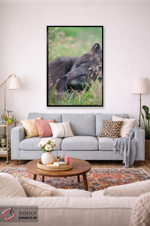 تابلو دکوراتیو Melrakkasetur Islands, Westfjords, Iceland,روباه قطبی، جزای… اثر مارتین زویک - D1B