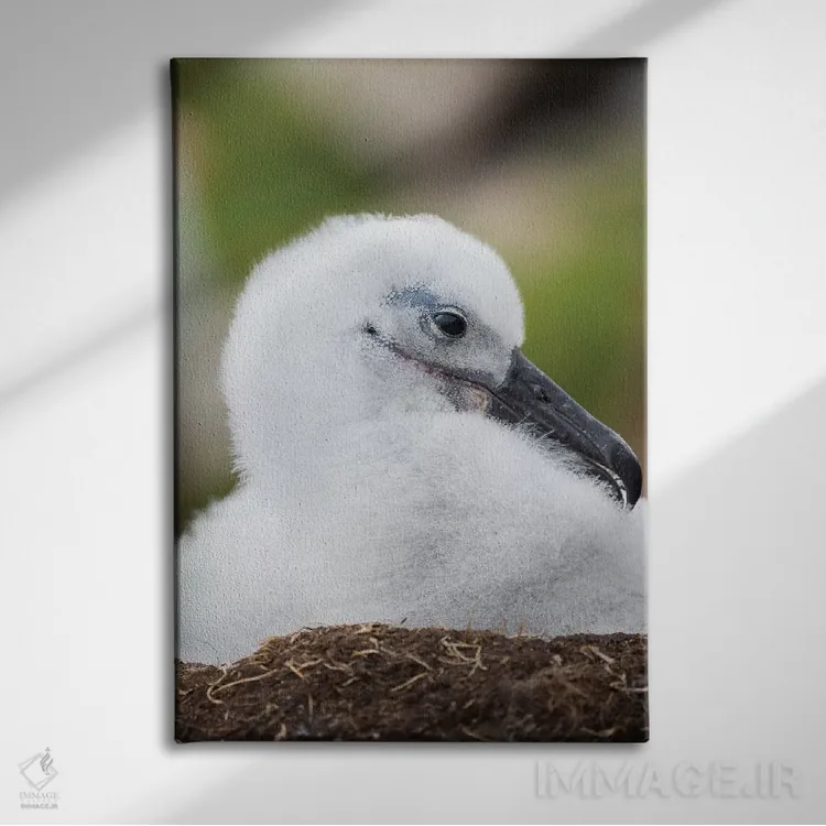 تابلو دکوراتیو Falkland Islands.,جوجه آلباتروس ابروسیاه روی لانه برج مانند… اثر مارتین زویک - نمای روبهرو روی دیوار