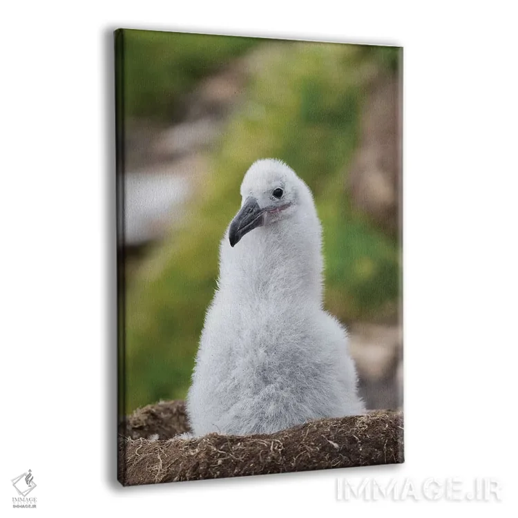 تابلو دکوراتیو Falkland Islands.,جوجه روی لانه برج مانند؛ آلباتروس ابروسیا… اثر مارتین زویک - نمای پرسپکتیو محصول