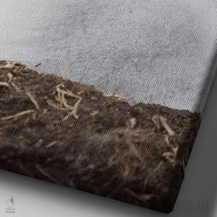 تابلو دکوراتیو Falkland Islands.,جوجه آلباتروس ابروسیاه روی لانه برج مانند… اثر مارتین زویک - نمای نزدیک بافت بوم