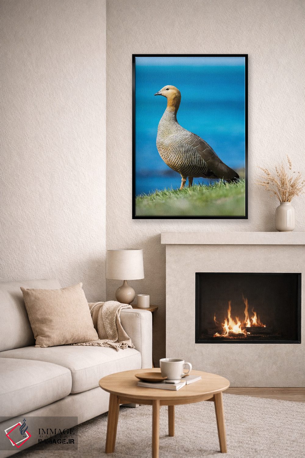 تابلو دکوراتیو Falkland Islands,غاز سرسرخ در منطقه جزر و مدی جزیره کارکاس… اثر مارتین زویک - D6B