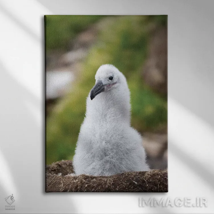 تابلو دکوراتیو Falkland Islands.,جوجه روی لانه برج مانند؛ آلباتروس ابروسیا… اثر مارتین زویک - نمای روبهرو روی دیوار