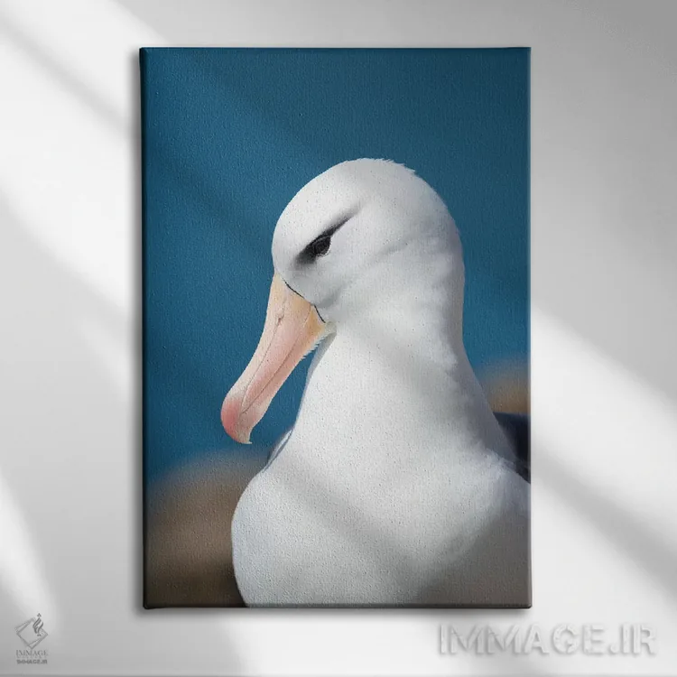 تابلو دکوراتیو Falkland Islands.,آلباتروس ابروسیاه یا مالی ماک ابروسیاه، ج… اثر مارتین زویک - نمای روبهرو روی دیوار