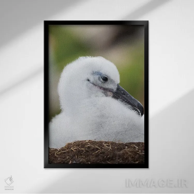 تابلو دکوراتیو Falkland Islands.,جوجه آلباتروس ابروسیاه روی لانه برج مانند… اثر مارتین زویک - نمای قابدار مشکی