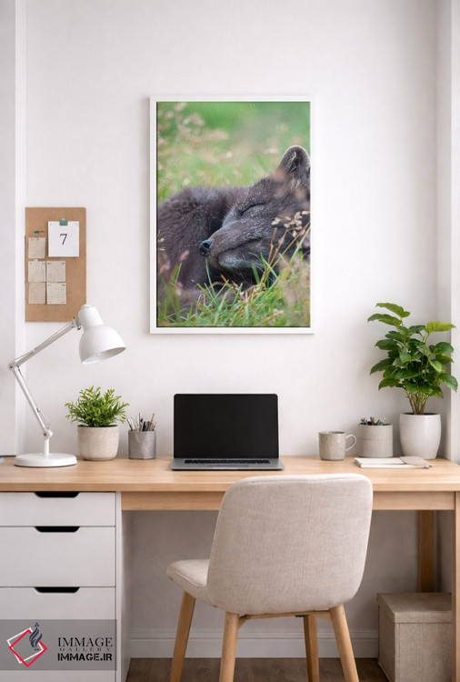 تابلو دکوراتیو Melrakkasetur Islands, Westfjords, Iceland,روباه قطبی، جزای… اثر مارتین زویک - D3W