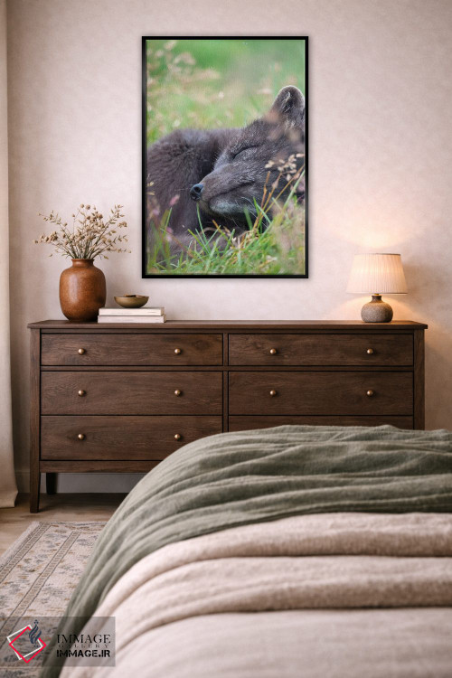 تابلو دکوراتیو Melrakkasetur Islands, Westfjords, Iceland,روباه قطبی، جزای… اثر مارتین زویک - D4B