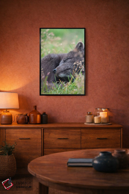 تابلو دکوراتیو Melrakkasetur Islands, Westfjords, Iceland,روباه قطبی، جزای… اثر مارتین زویک - D5B