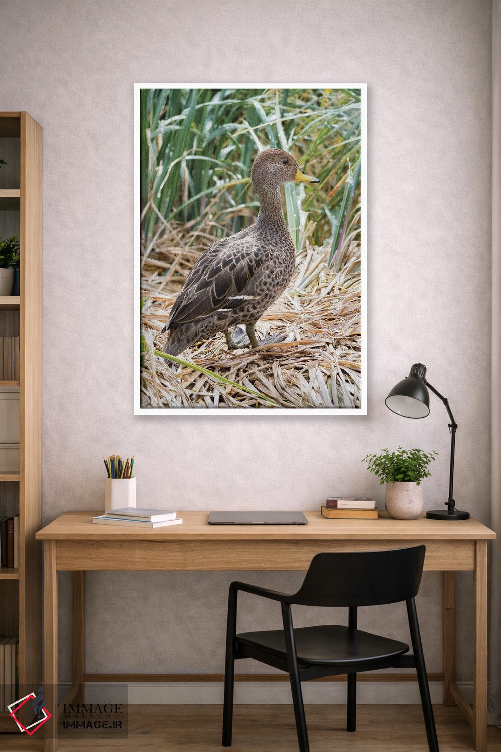 تابلو دکوراتیو in typical Tussock habitat.,پنتیل منقارزرد؛ گونه ای بومی جز… اثر مارتین زویک - D1W