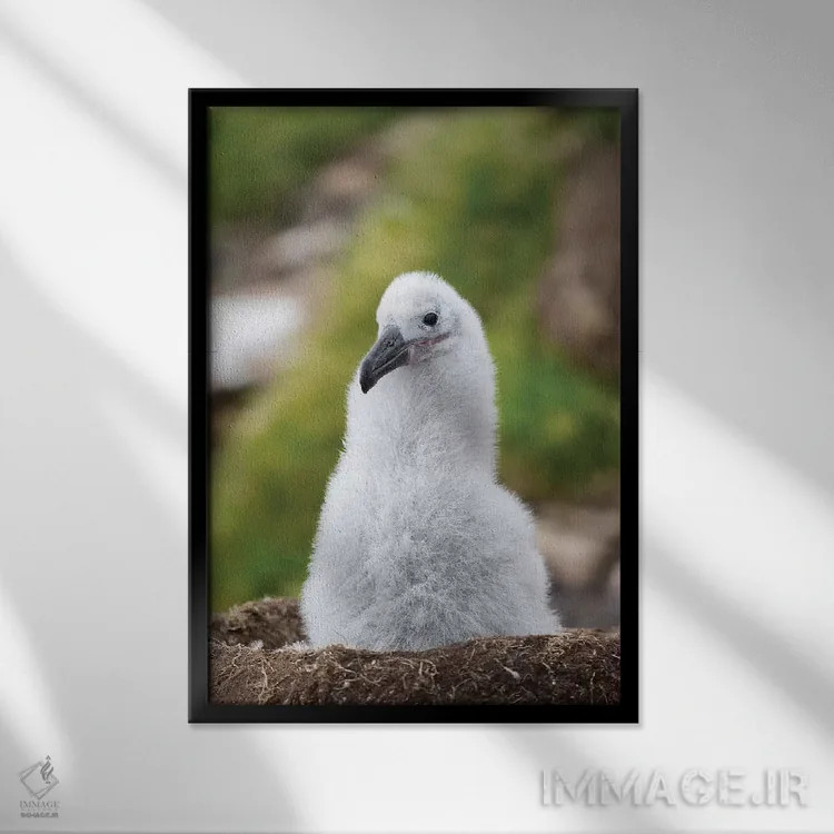 تابلو دکوراتیو Falkland Islands.,جوجه روی لانه برج مانند؛ آلباتروس ابروسیا… اثر مارتین زویک - نمای قابدار مشکی