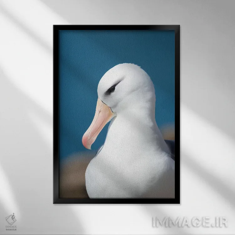 تابلو دکوراتیو Falkland Islands.,آلباتروس ابروسیاه یا مالی ماک ابروسیاه، ج… اثر مارتین زویک - نمای قابدار مشکی