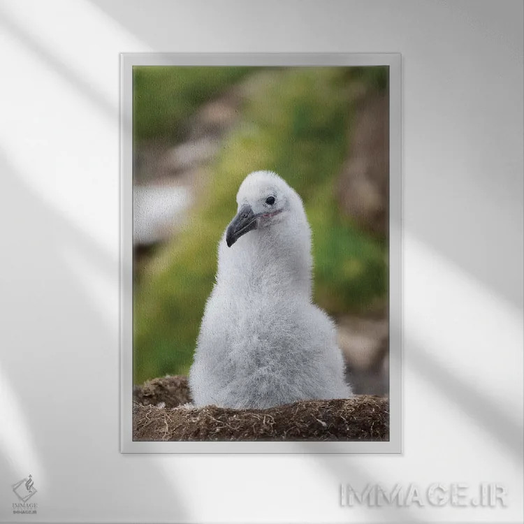 تابلو دکوراتیو Falkland Islands.,جوجه روی لانه برج مانند؛ آلباتروس ابروسیا… اثر مارتین زویک - نمای قابدار سفید