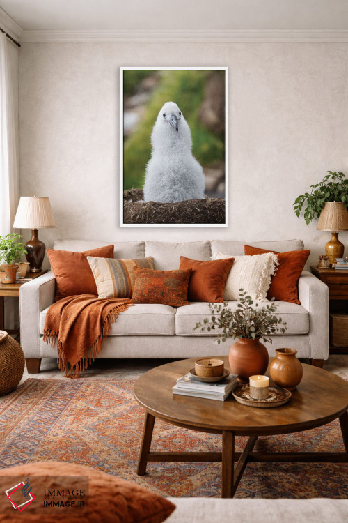 تابلو دکوراتیو Falkland Islands.,جوجه آلباتروس ابروسیاه روی لانه برج مانند… اثر مارتین زویک - D2W