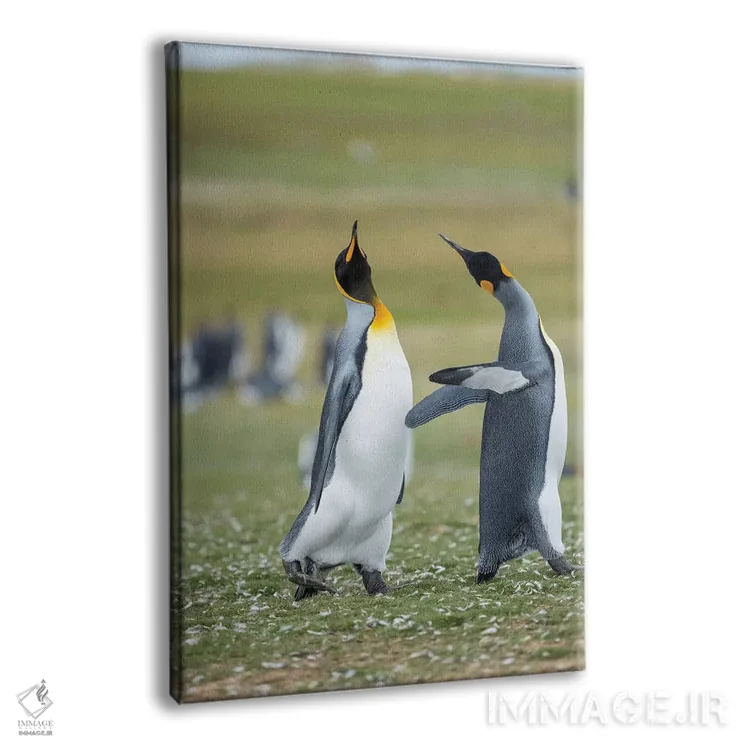 تابلو دکوراتیو نمایش خواستگاری پنگوئن شاه در جزایر فالکلند اثر مارتین زویک - نمای پرسپکتیو محصول