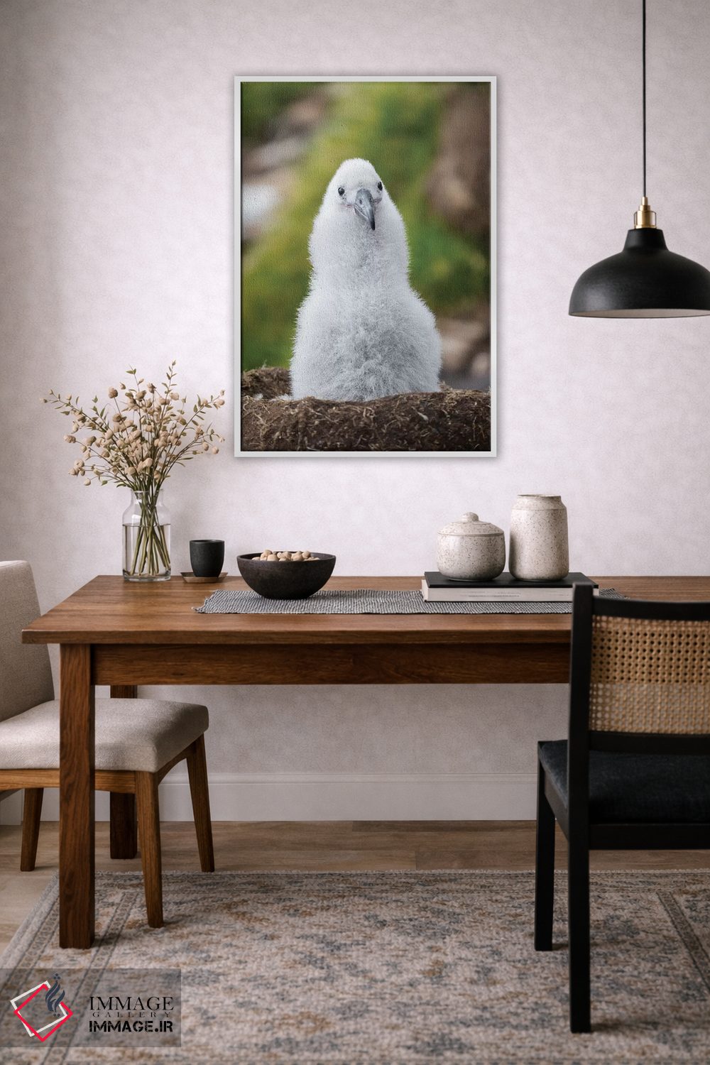 تابلو دکوراتیو Falkland Islands.,جوجه آلباتروس ابروسیاه روی لانه برج مانند… اثر مارتین زویک - D3W