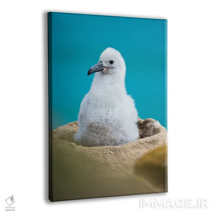 تابلو دکوراتیو Falkland Islands.,جوجه روی لانه برج مانند؛ آلباتروس ابروسیا… اثر مارتین زویک - نمای پرسپکتیو محصول