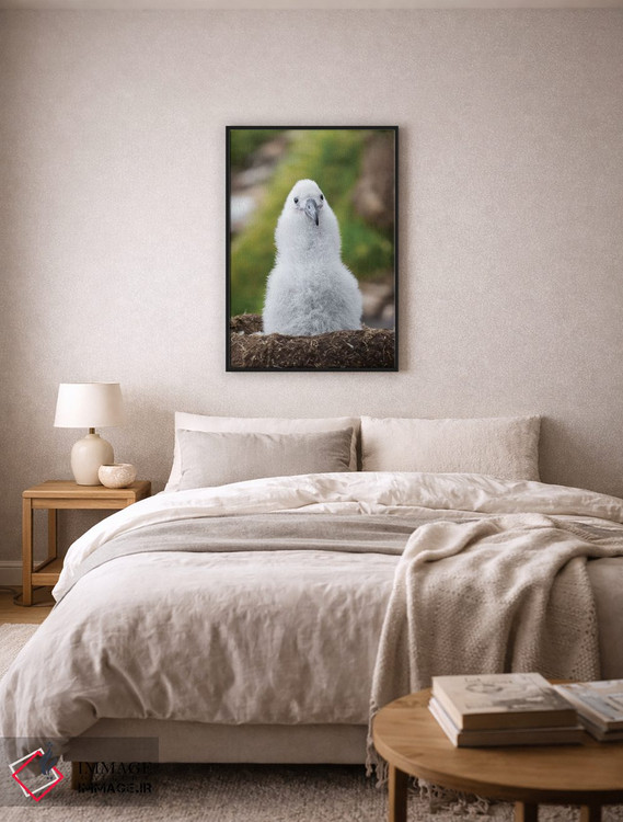 تابلو دکوراتیو Falkland Islands.,جوجه آلباتروس ابروسیاه روی لانه برج مانند… اثر مارتین زویک - D6B