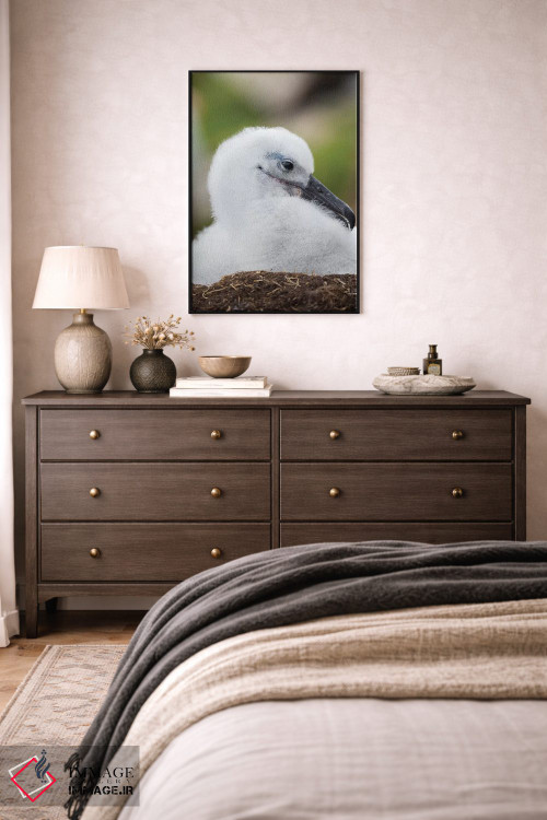 تابلو دکوراتیو Falkland Islands.,جوجه آلباتروس ابروسیاه روی لانه برج مانند… اثر مارتین زویک - D4B
