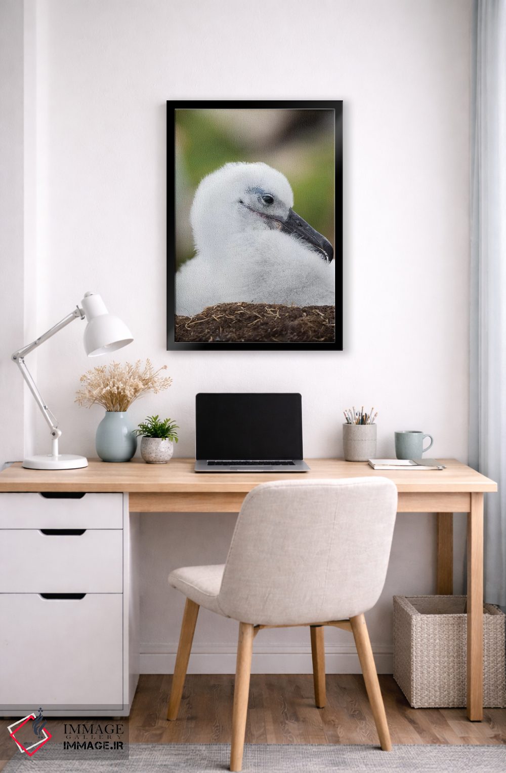تابلو دکوراتیو Falkland Islands.,جوجه آلباتروس ابروسیاه روی لانه برج مانند… اثر مارتین زویک - D6B