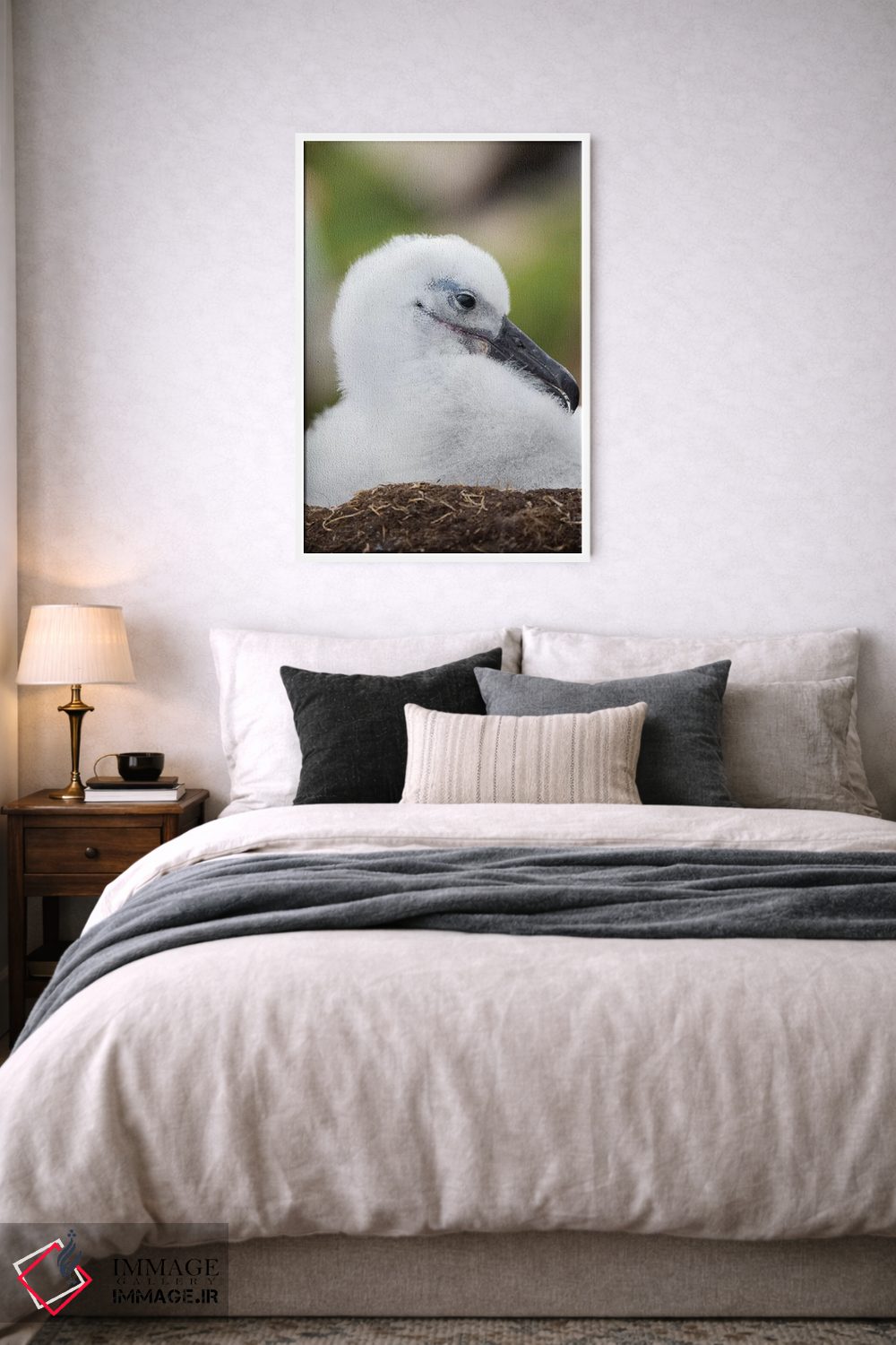 تابلو دکوراتیو Falkland Islands.,جوجه آلباتروس ابروسیاه روی لانه برج مانند… اثر مارتین زویک - D5W
