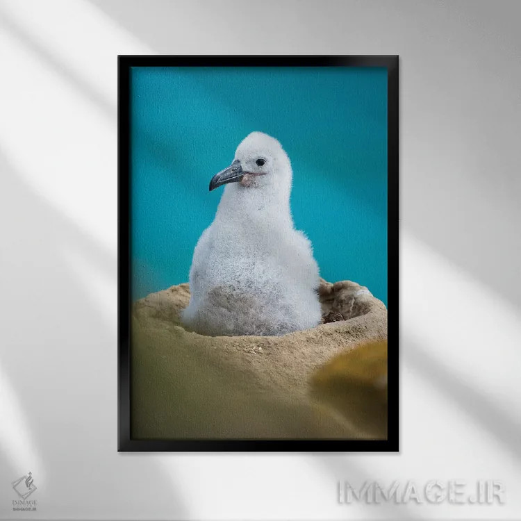 تابلو دکوراتیو Falkland Islands.,جوجه روی لانه برج مانند؛ آلباتروس ابروسیا… اثر مارتین زویک - نمای قابدار مشکی