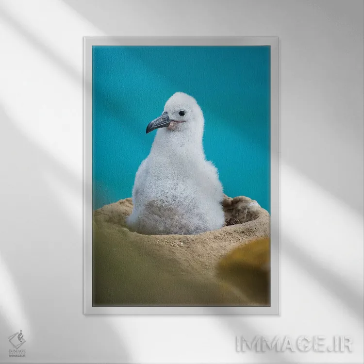 تابلو دکوراتیو Falkland Islands.,جوجه روی لانه برج مانند؛ آلباتروس ابروسیا… اثر مارتین زویک - نمای قابدار سفید