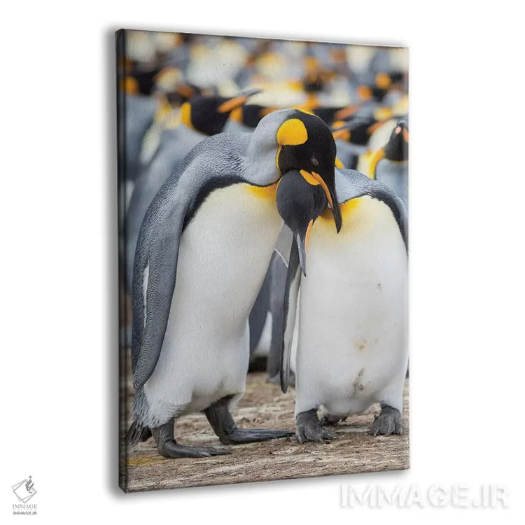تابلو دکوراتیو نمایش خواستگاری پنگوئن شاه در جزایر فالکلند اثر مارتین زویک - نمای پرسپکتیو محصول