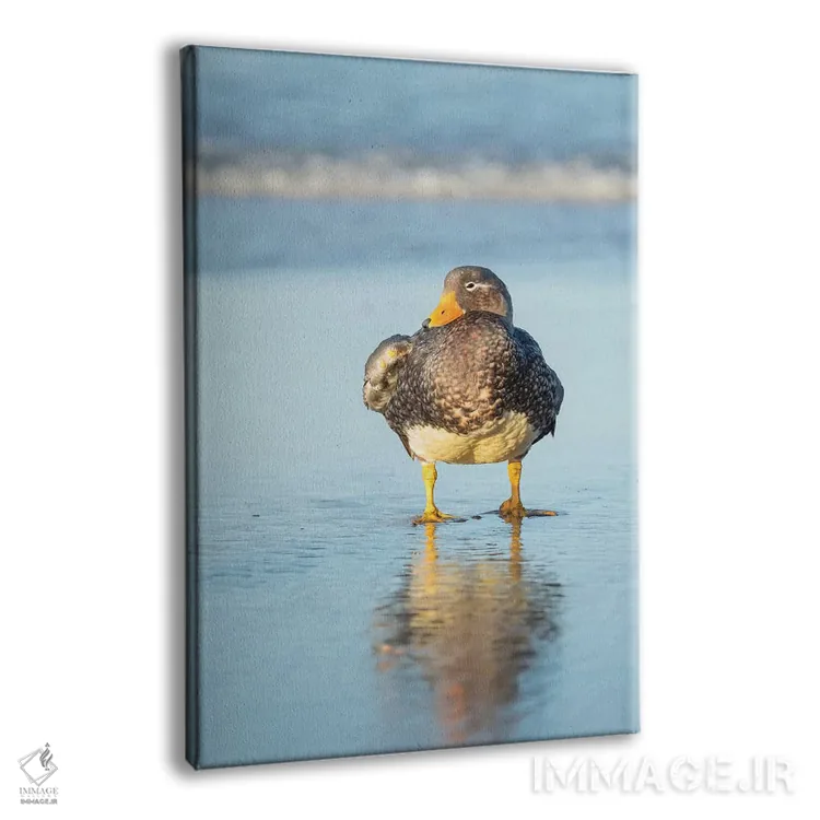 تابلو دکوراتیو Female A Greenish Beak, Falkland Islands.,اردک بی پرواز فال… اثر مارتین زویک - نمای پرسپکتیو محصول