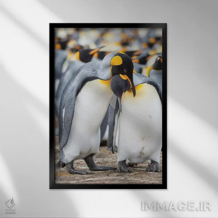 تابلو دکوراتیو نمایش خواستگاری پنگوئن شاه در جزایر فالکلند اثر مارتین زویک - نمای قابدار مشکی