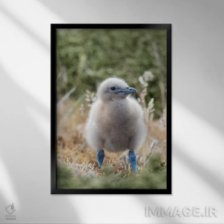 تابلو دکوراتیو Falkland Islands.,جوجه اسکوآ فالکلند یا اسکوآ قهوه ای؛ گونه… اثر مارتین زویک - نمای قابدار مشکی