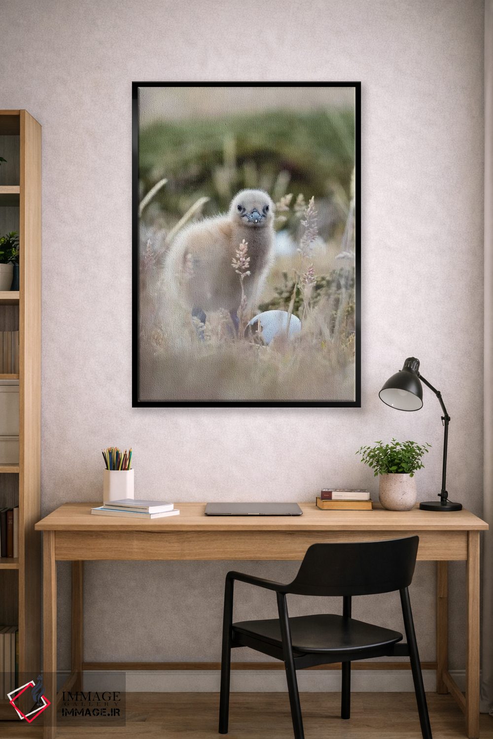 تابلو دکوراتیو Falkland Islands.,جوجه اسکوآ فالکلند، جزایر فالکلند اثر مارتین زویک - D2B