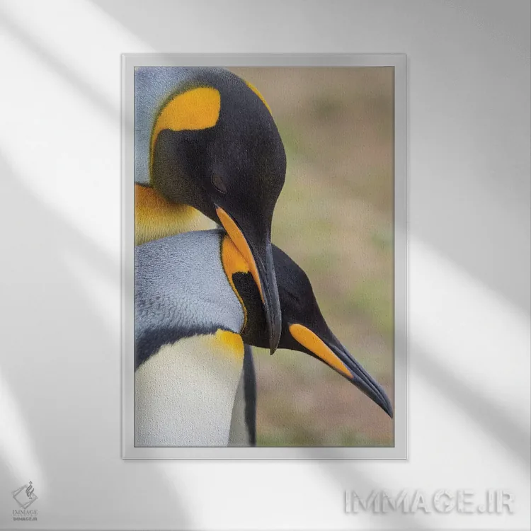 تابلو دکوراتیو نمایش خواستگاری پنگوئن شاه در جزایر فالکلند اثر مارتین زویک - نمای قابدار سفید