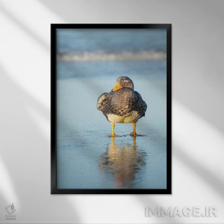 تابلو دکوراتیو Female A Greenish Beak, Falkland Islands.,اردک بی پرواز فال… اثر مارتین زویک - نمای قابدار مشکی