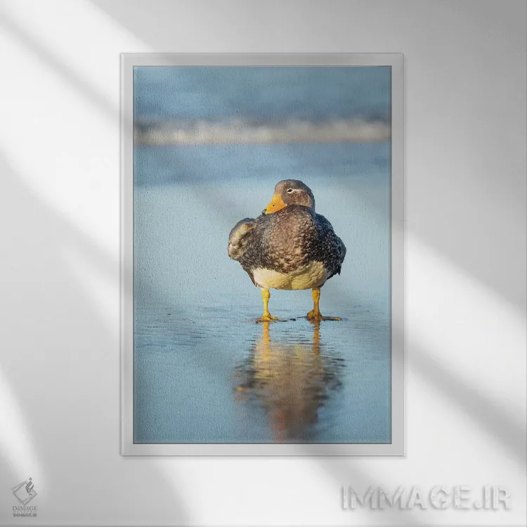 تابلو دکوراتیو Female A Greenish Beak, Falkland Islands.,اردک بی پرواز فال… اثر مارتین زویک - نمای قابدار سفید