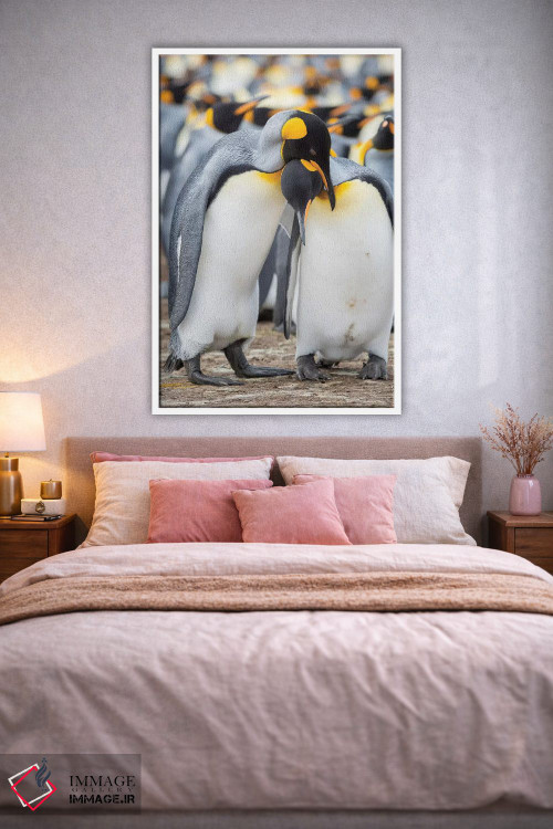 تابلو دکوراتیو نمایش خواستگاری پنگوئن شاه در جزایر فالکلند اثر مارتین زویک - D1W