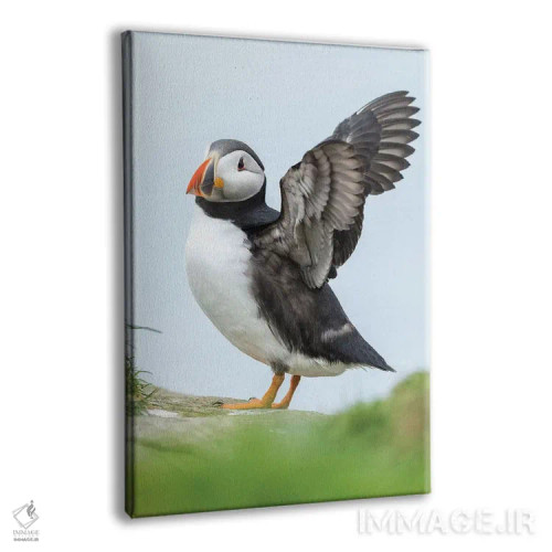 تابلو دکوراتیو Mykines, Faroe Islands, Denmark II,پافین اطلس، میکینس، جزای… اثر مارتین زویک - نمای پرسپکتیو محصول