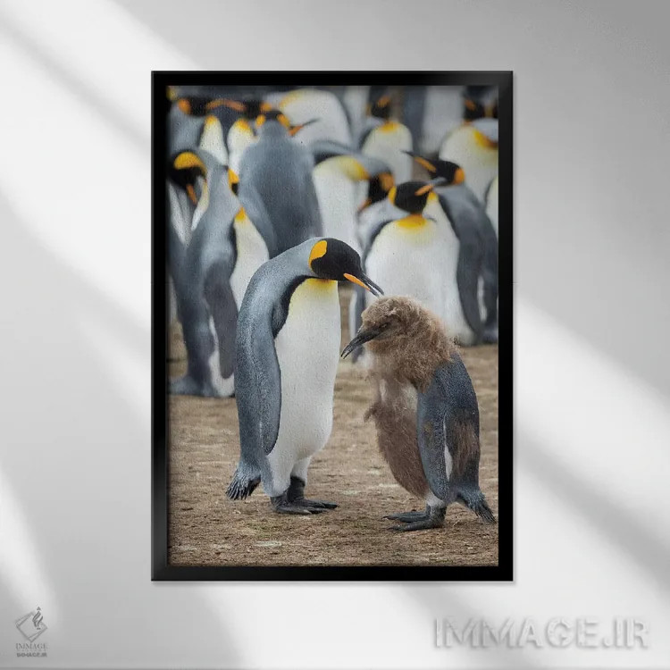 تابلو دکوراتیو تغذیه جوجه با پرهای قهوه ای؛ پنگوئن شاه در جزایر فالکلند اثر مارتین زویک - نمای قابدار مشکی