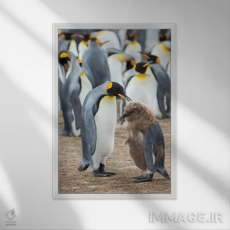تابلو دکوراتیو تغذیه جوجه با پرهای قهوه ای؛ پنگوئن شاه در جزایر فالکلند اثر مارتین زویک - نمای قابدار سفید