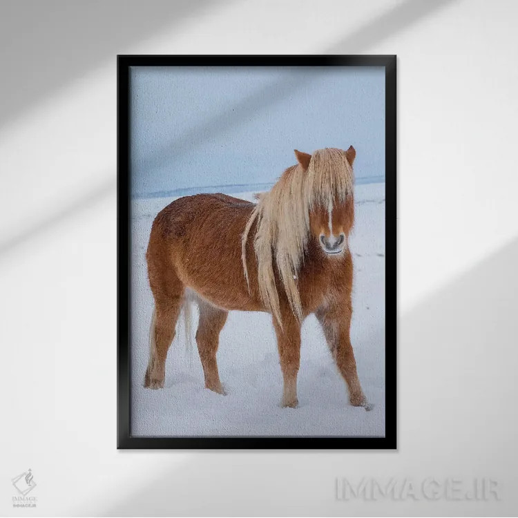 تابلو دکوراتیو اسب سنتی ایسلندی در برف تازه اثر مارتین زویک - نمای قابدار مشکی