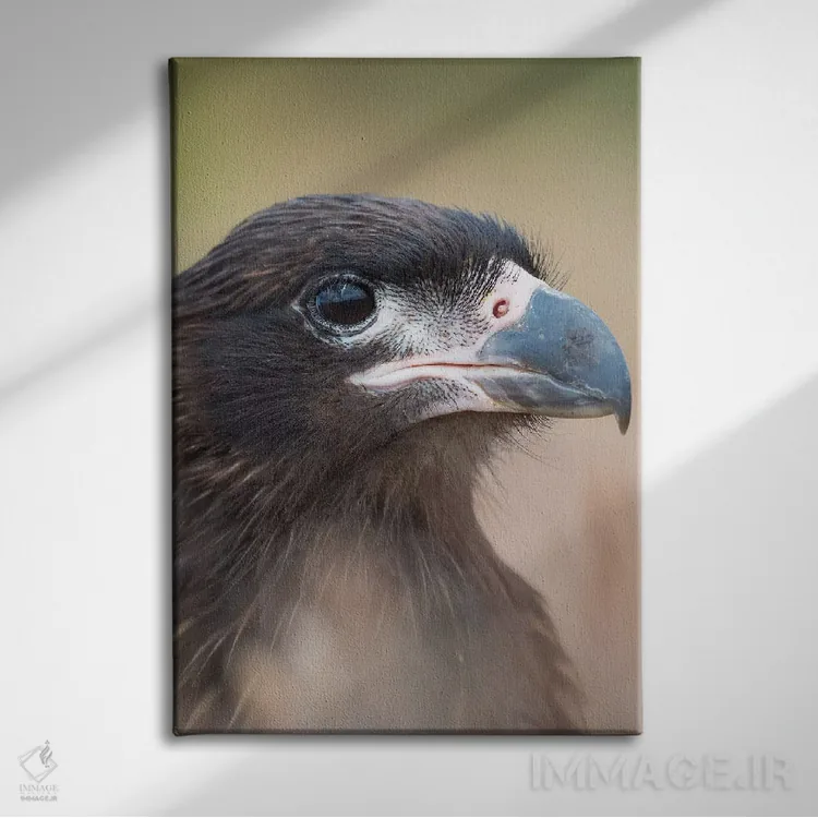 تابلو دکوراتیو Protected, Endemic To The Falkland Islands.,جوجه با پوست رو… اثر مارتین زویک - نمای روبهرو روی دیوار