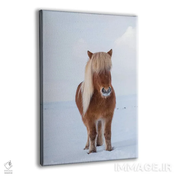 تابلو دکوراتیو Iceland,اسب سنتی ایسلندی در برف تازه، ایسلند اثر مارتین زویک - نمای پرسپکتیو محصول