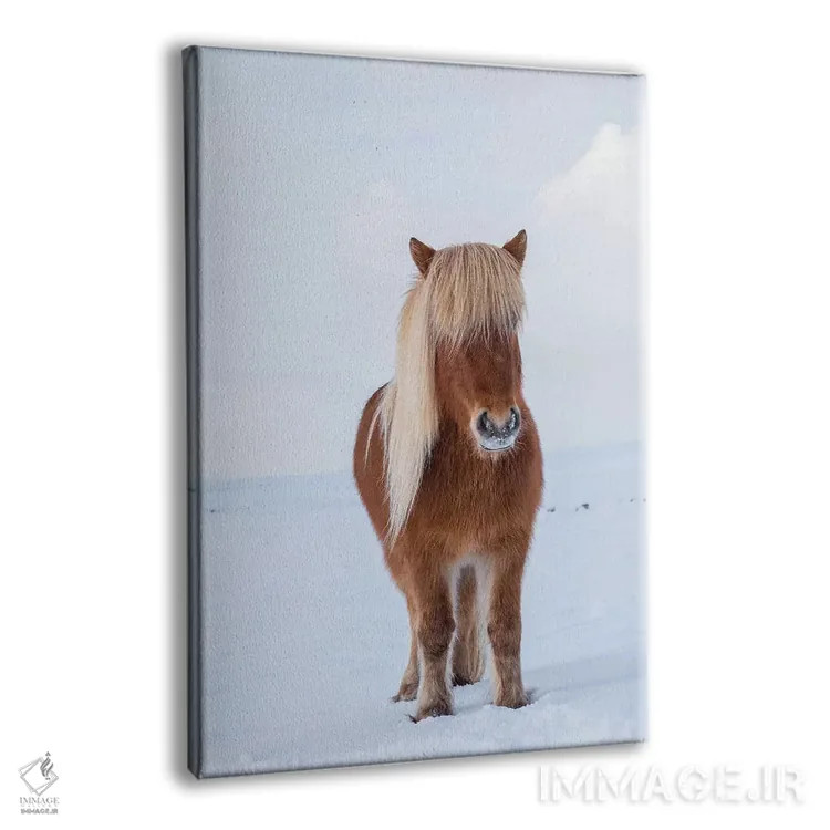 تابلو دکوراتیو Iceland,اسب سنتی ایسلندی در برف تازه، ایسلند اثر مارتین زویک - نمای پرسپکتیو محصول